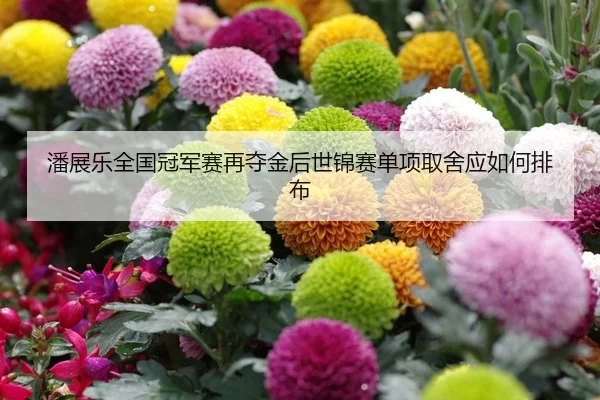 潘展乐全国冠军赛再夺金后世锦赛单项取舍应如何排布