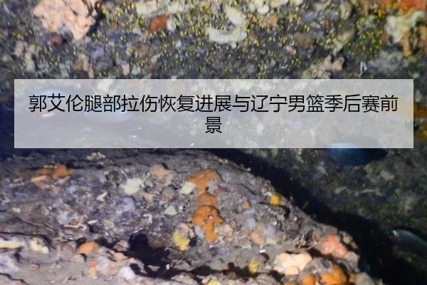 guo-ai-lun-tui-bu-la-shang-hui-fu-jin-zhan-yu-liao-ning-nan-lan-ji-hou-sai-qian-jing-3-309.jpg
